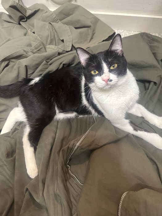 Кот, отдам в добрые руки