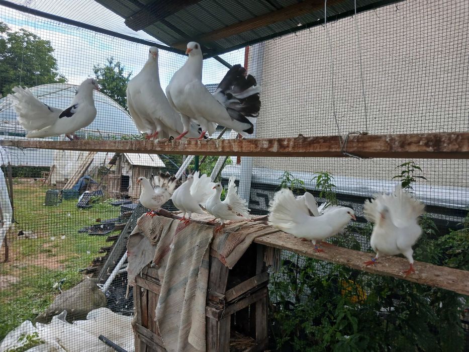 Porumbei albi ornamentali foarte frumosi