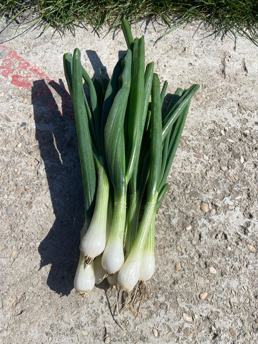 Vând ceapa verde la banda sau la kg necuratata.