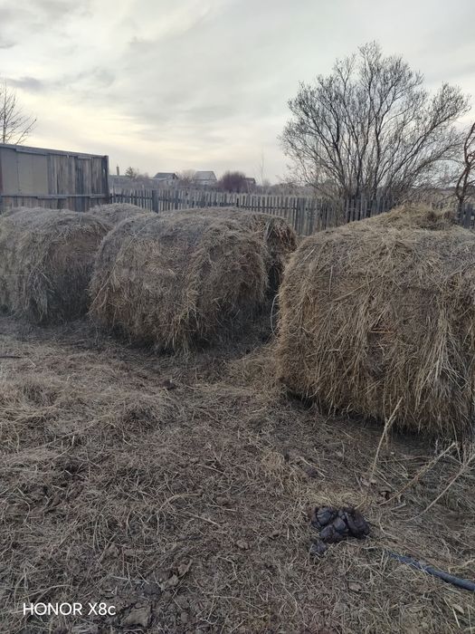 Продам сено луговое.