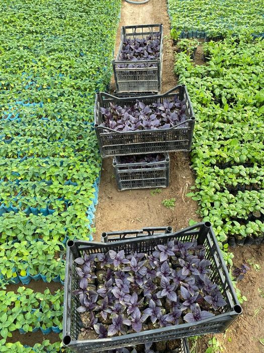 Rayxon [Райхон] ...