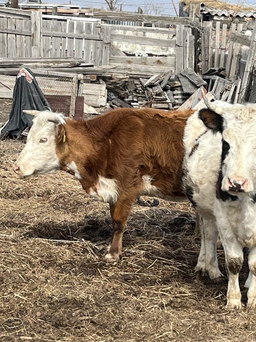 Продам дойных коров телятами