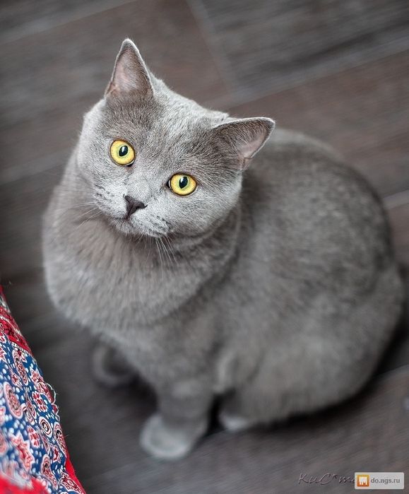 Продам британского котёнка.