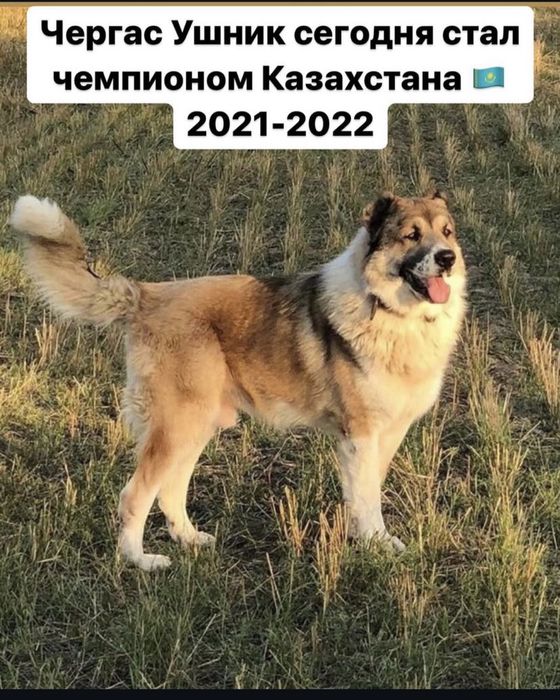 Алабай сука САО девочка