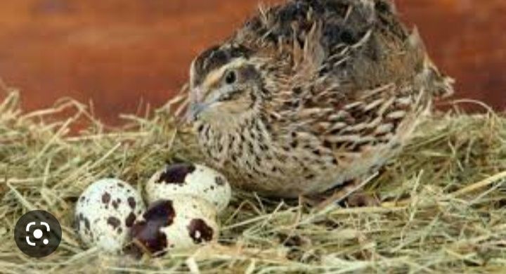 Bedan bor tayor 35 kunlik