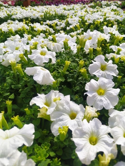 Петуния рассада цветов