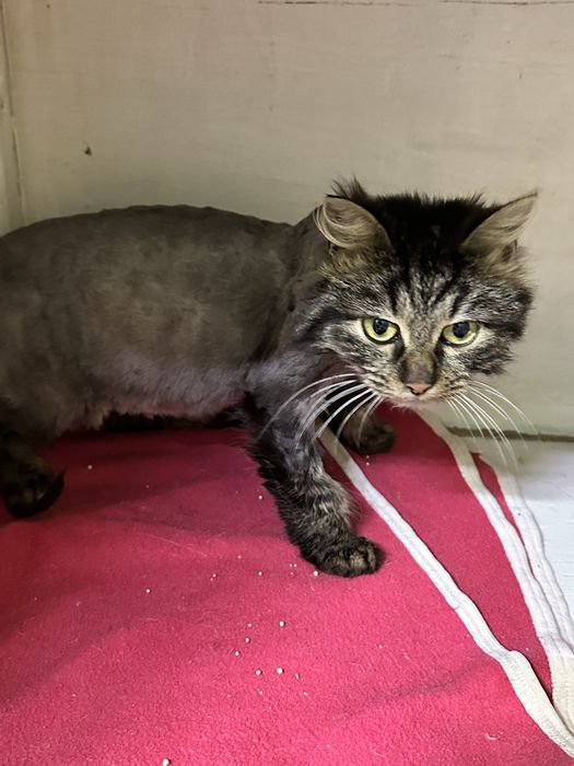 Кошечка Мурыся в добрые руки