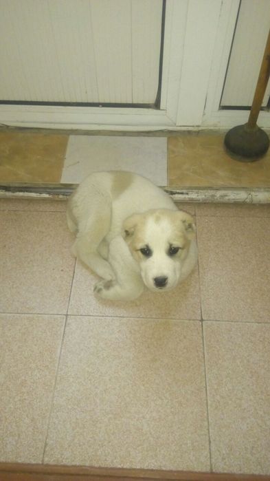 Кучук сотилади 5 ойлик тахминан