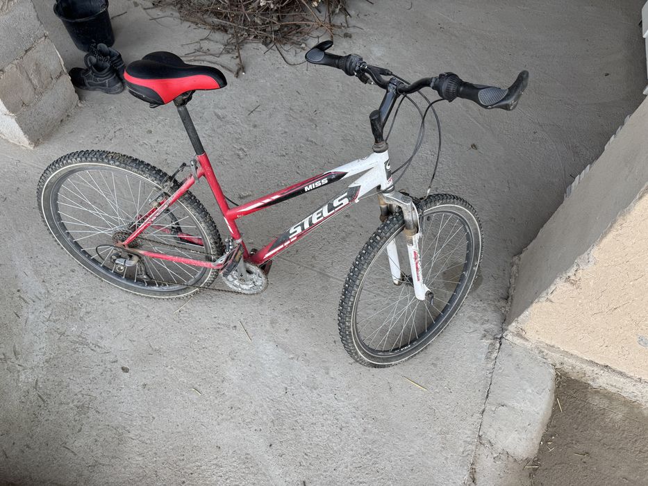 Stels rassiyadan kelgan