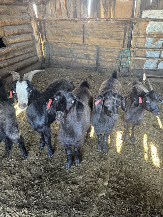 Ешкі сатылымда, Козы , козочки