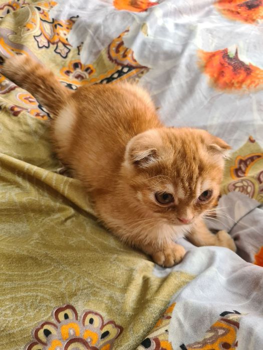 Шотландский кот мальчик