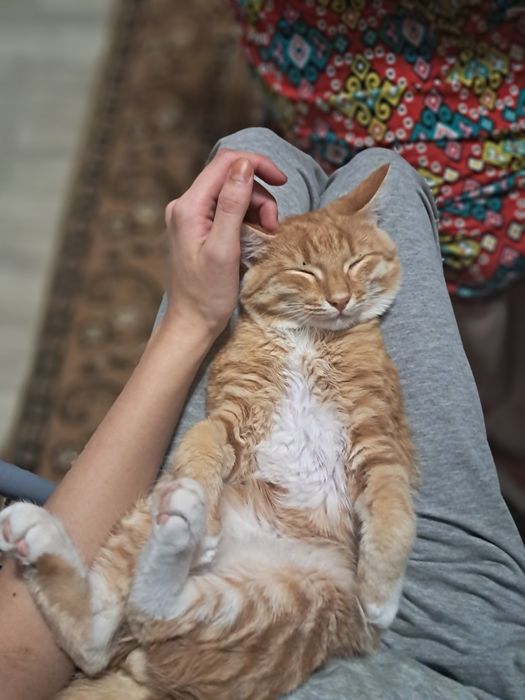 Отдам кота 8 месяцев