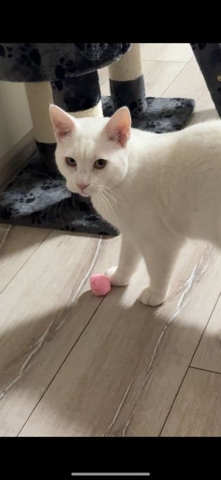 Подарявам бял котарак