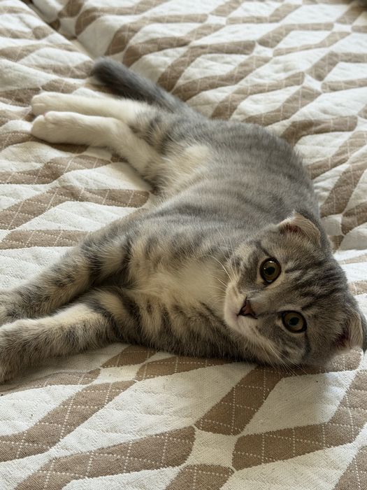 Вислоухий котенок
