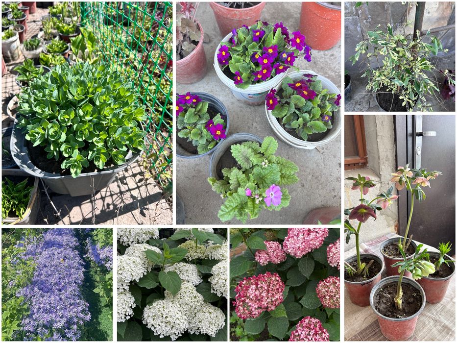 Садовые цветы в продаже