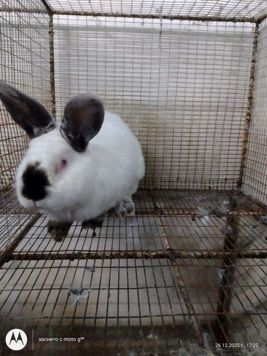 Зайци за разплод калифорнийски, бял великан и др.