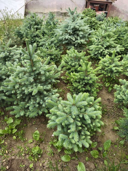 Продаются Голубые ели.!