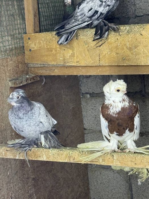 Dekorativ bezak kaptarlar sotiladi