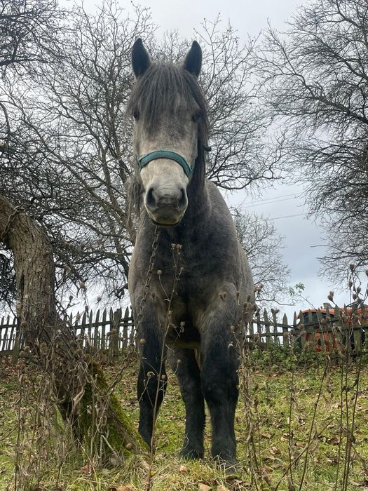 Vând cal    caii       !