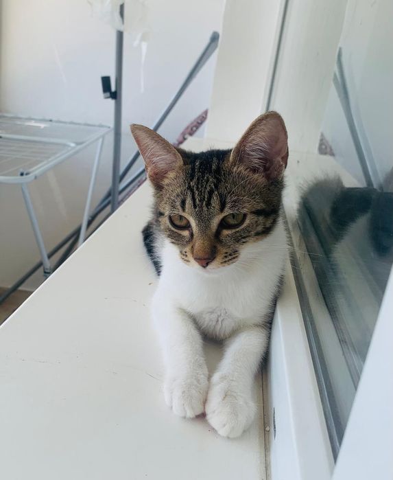 pui de pisicuta pentru adoptie,pisicuta de adoptat,puiut de pisicuta