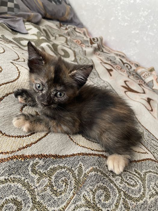 Котята ищут дом.