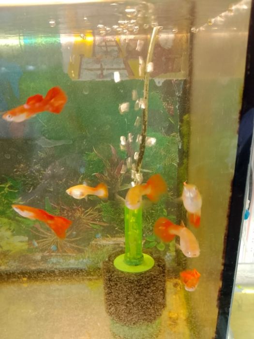 Продам гуппи  Микс