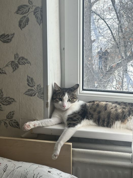 Отдам бесплатно в добрые руки