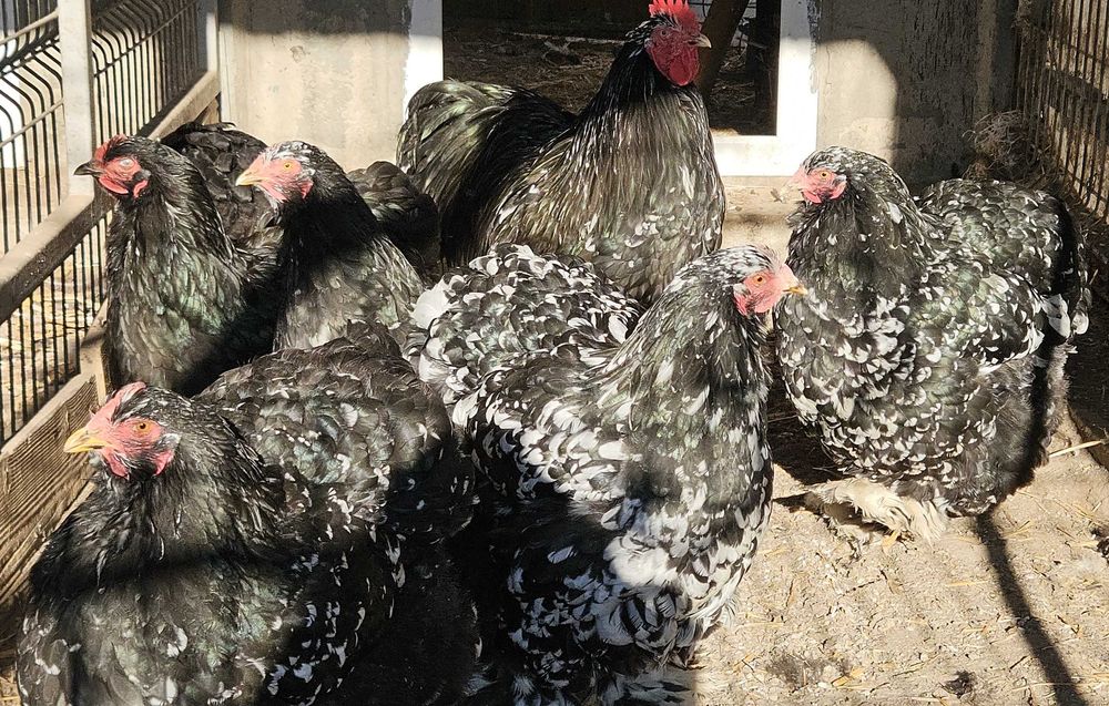 Oua pentru incubat de gaini din rasele outoare si grele