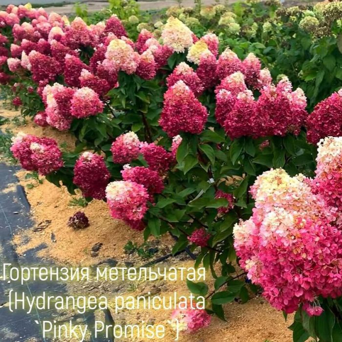 Гортензия метельчатая