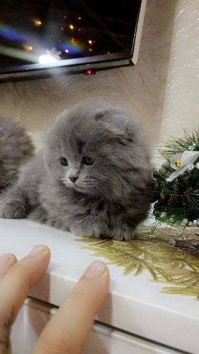 Продаю котят скотиш фолд и шиншиллу