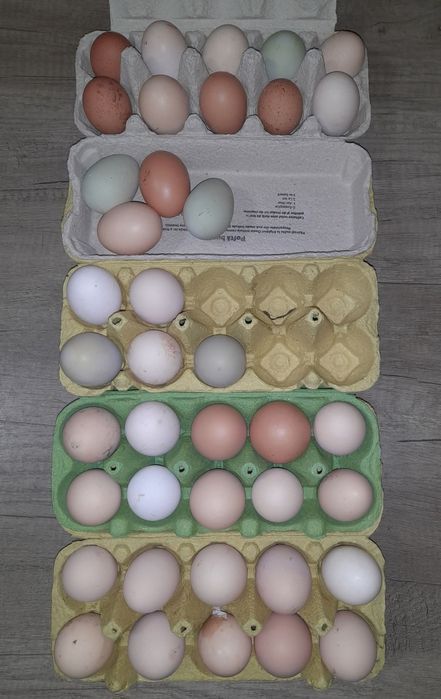 Ouă incubație găini mixt