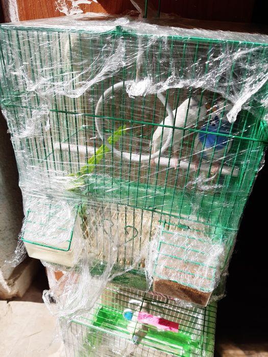 Тути   (папугай).