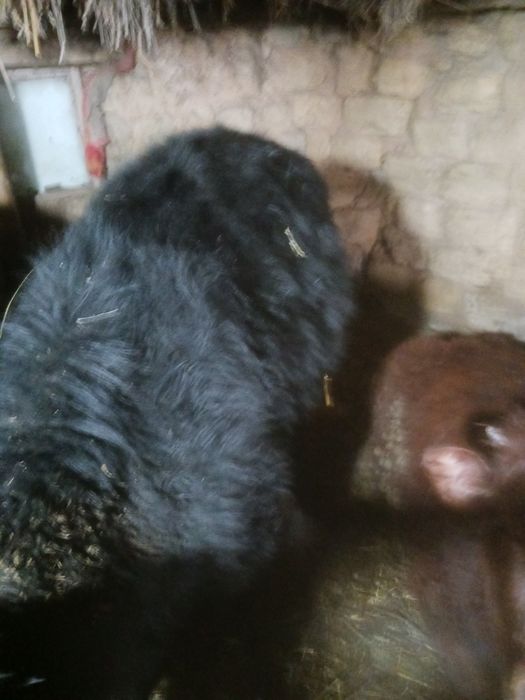 Откорм телятины в продаже