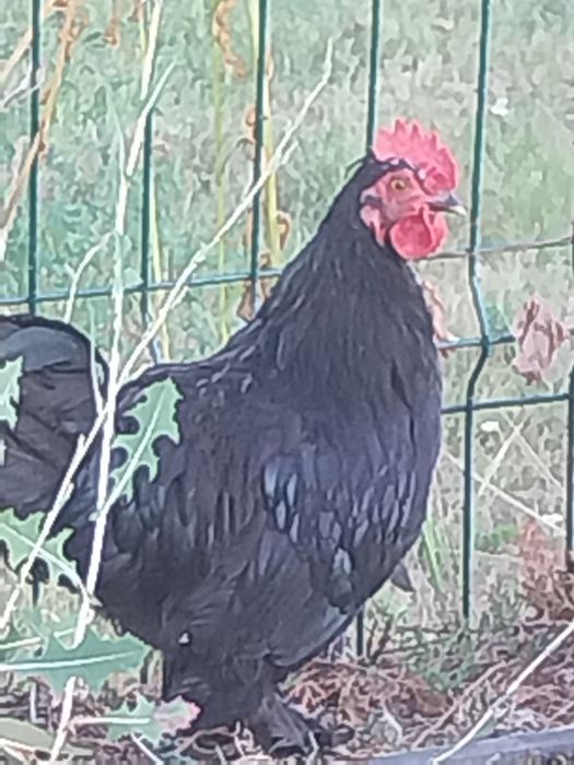 Cocoși de vanzare.