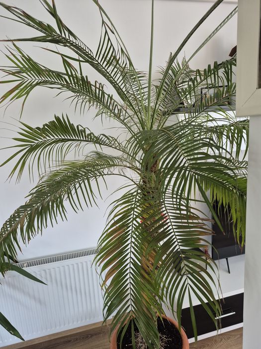 Palmieri Phoenix