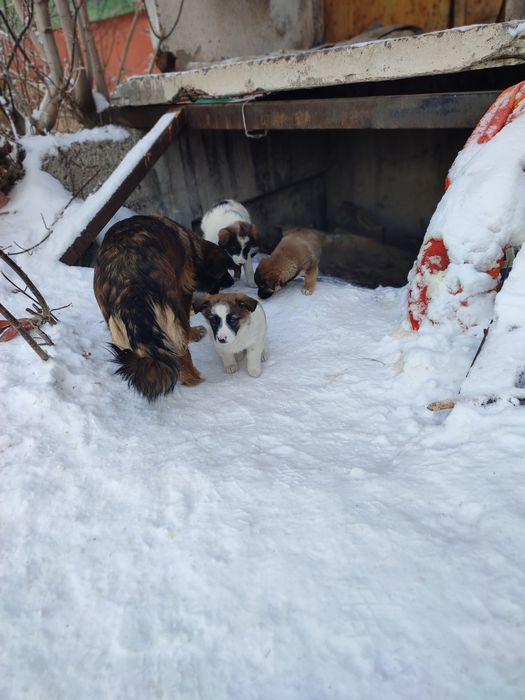 Щенки в добрые руки, бесплатно