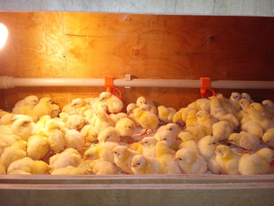 Бройлер суточный