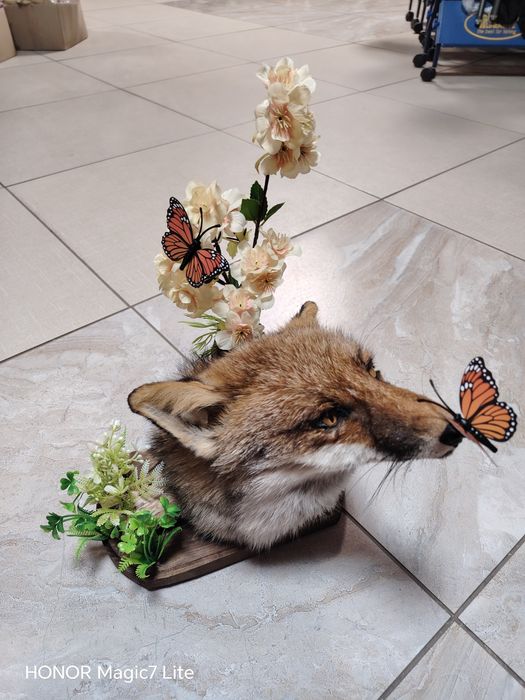 Препарирана лисица