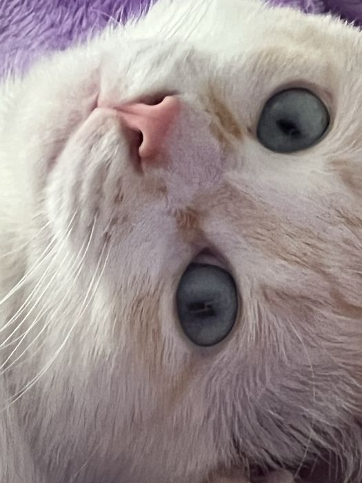 Кот молодой кастрированный привитый домашний