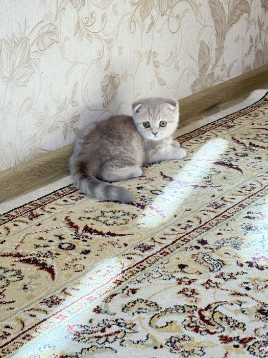 Шотландская вислоухая девочка