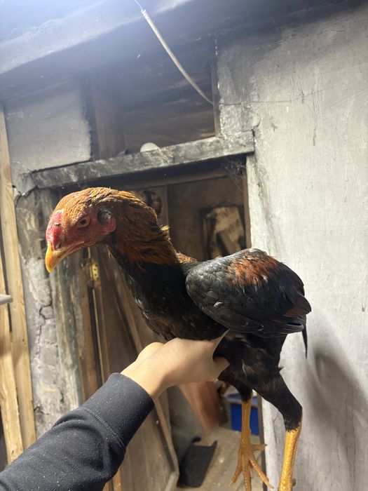 Даканы хороших кровей