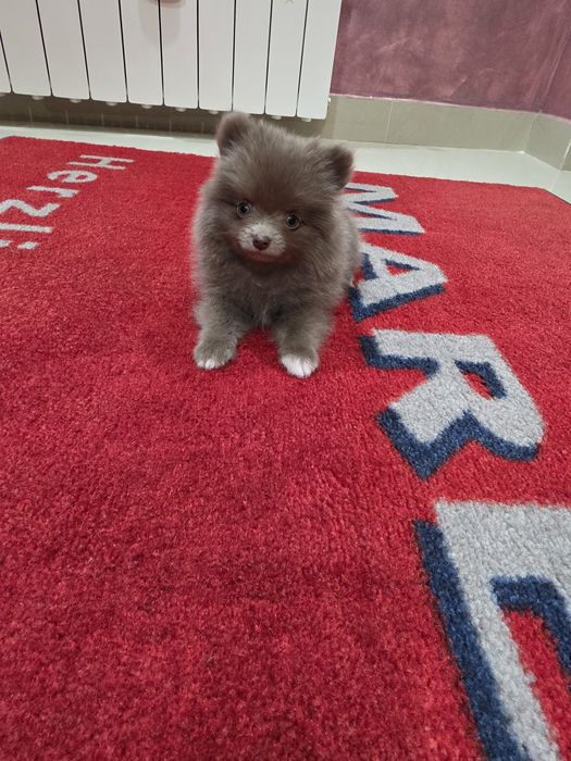 Fetita pomeranian extra mini toy