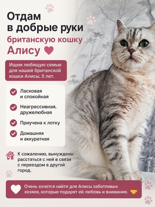 Отдам кошку в добрые руки
