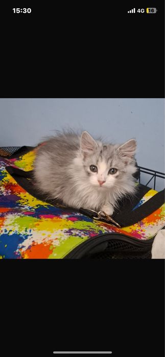 Отдам котят даром