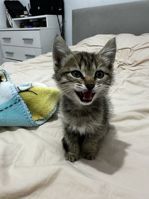 Котенок только в добрые руки!