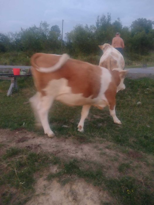 Două juninci de vânzare !!!