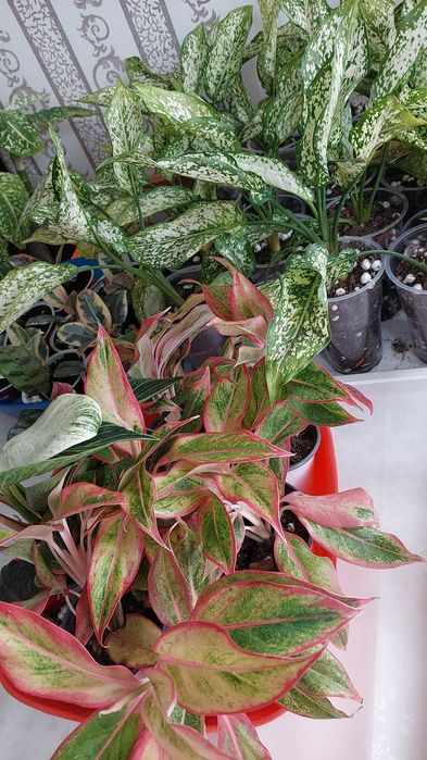 Продам Аглаонемы