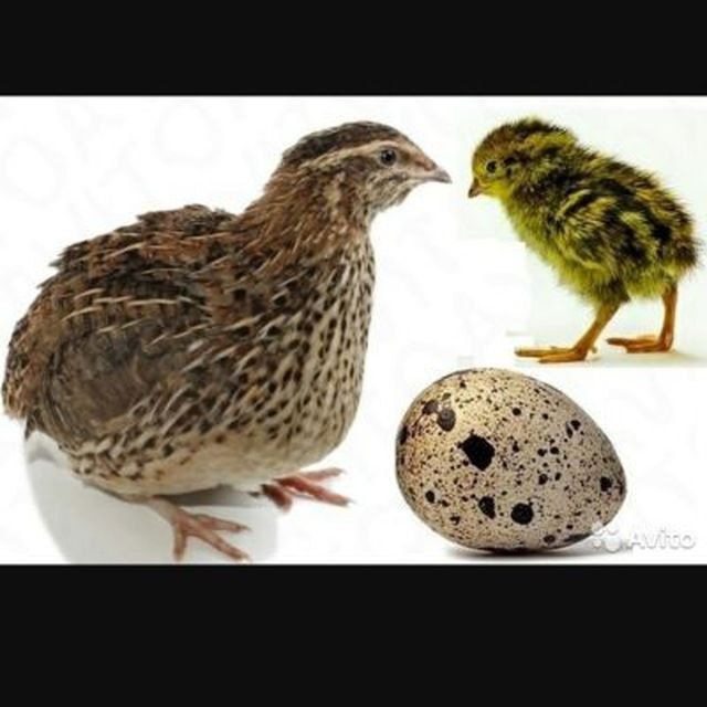 30 кунлик бедана