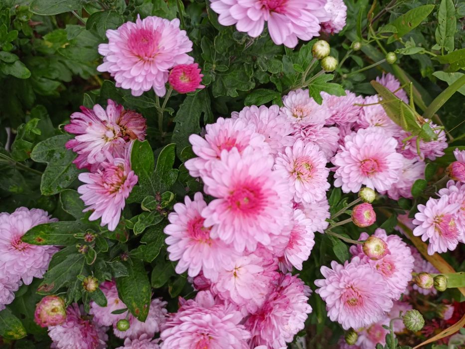 Хризантемы черенки