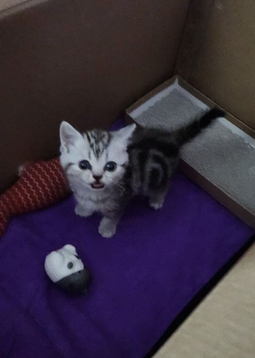 Шотландские котята